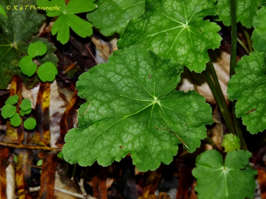 {Heuchera americana}